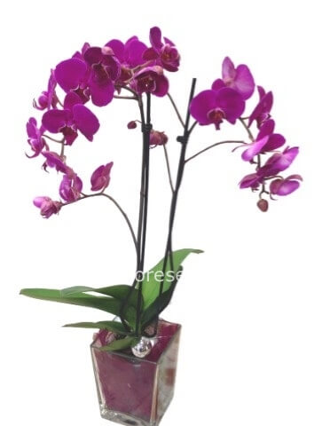 Acquista Orchidee Online - Consegna in 24h