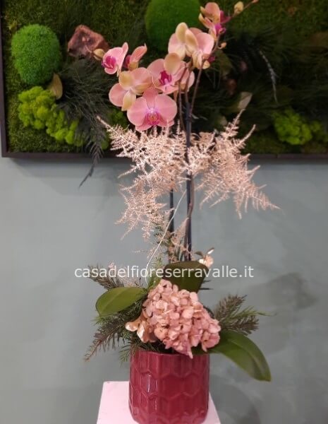 Pianta di Phaleonopsis, diversi colori a richiesta.
