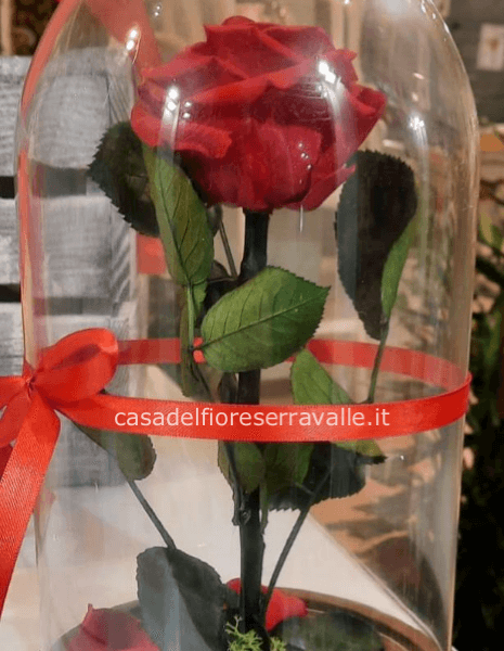 Cloche con rosa stabilizzata - ROSSA