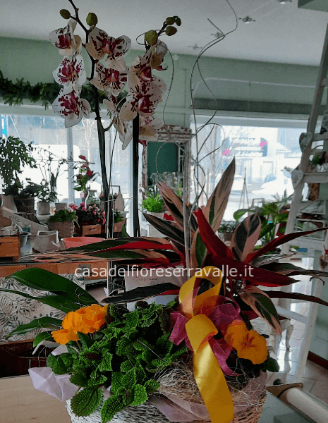 Composizione piante mix